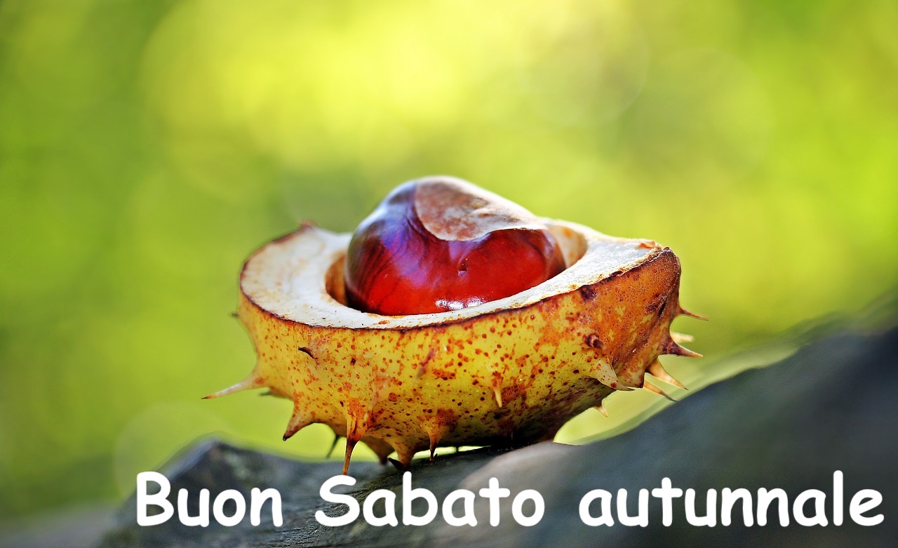 foto di un riccio di castagno aperto con un frutto marrone dentro  